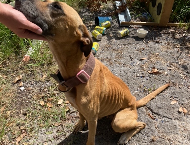 Emaciated Dog at Rescue Site