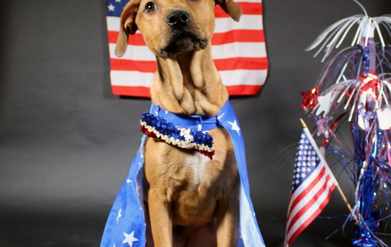 Dog in Fourth of July attire with American flag