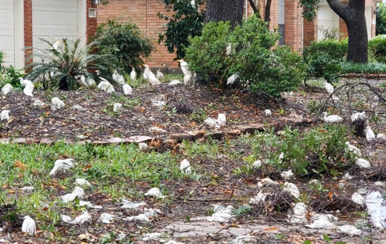 Ill and orphaned egrets on the ground outside neighborhood house