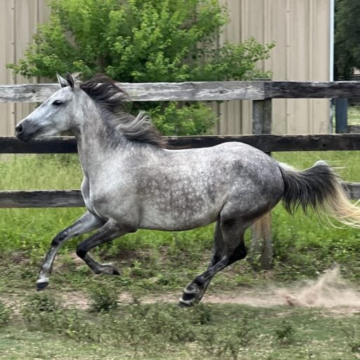 Horses