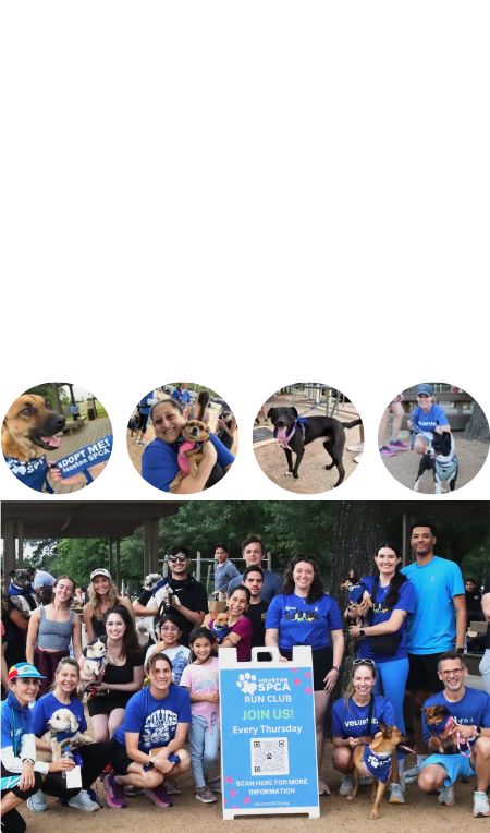 Masthead background