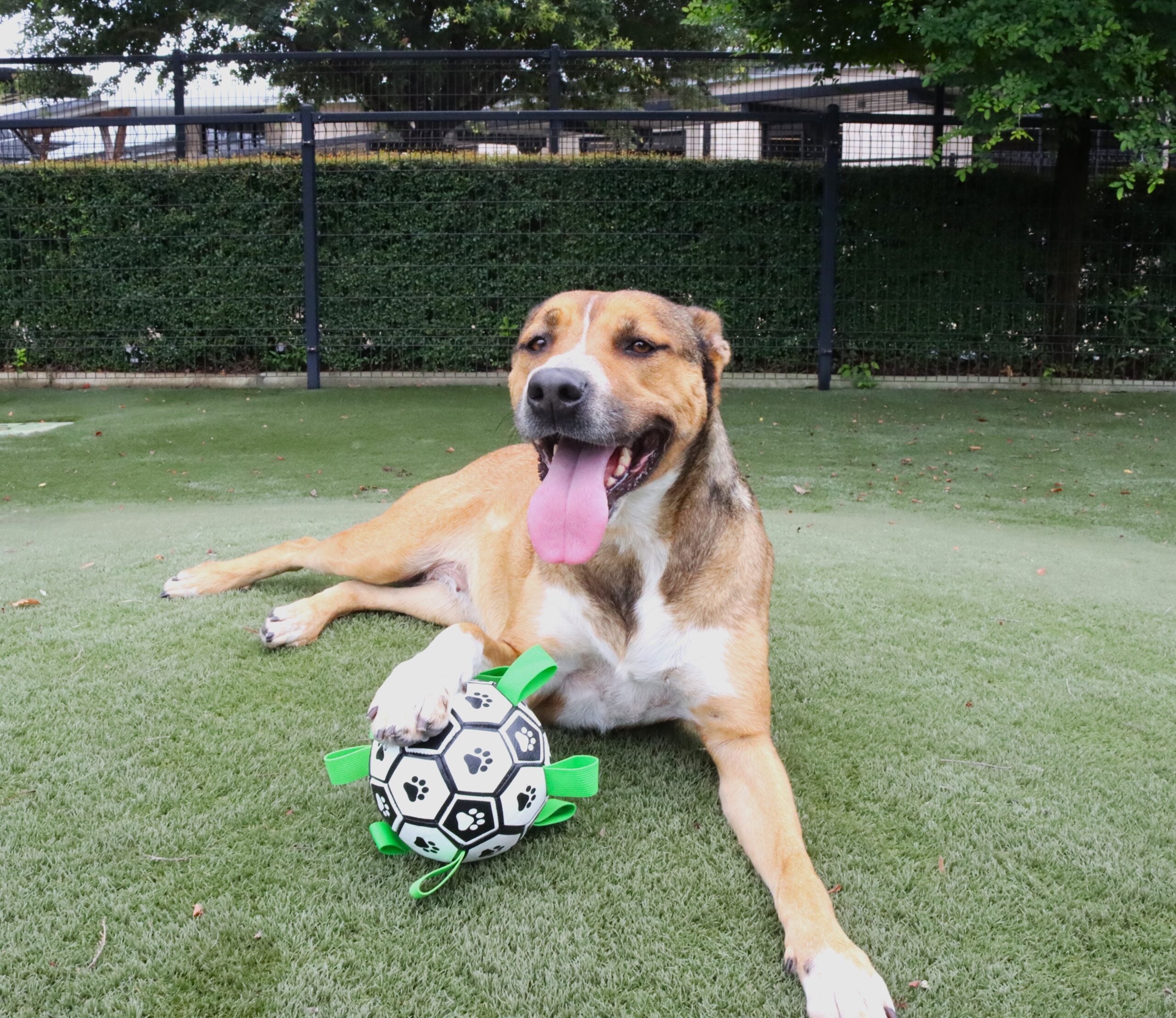 Free Things to Do in Houston During FIFA